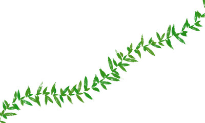 Obraz premium green grass on white background 