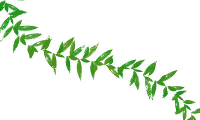 bamboo isolated on white background