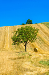 Un albero isolato al centro di un campo di fieno appena raccolto in una giornata estiva di sole