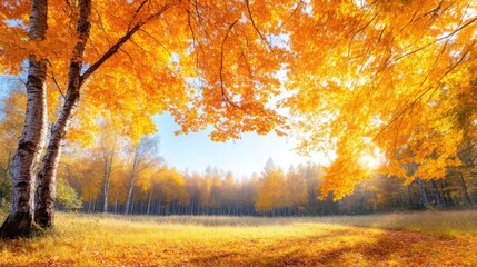 Fototapeta premium Autumn forest scene