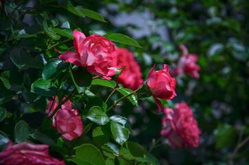 Bright pink roses illuminated by the sun, blooming in the garden.