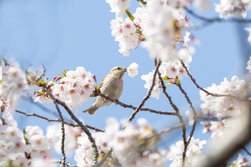 桜の花を咥えるニュウナイスズメ