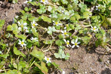 Close up of ivy leaved crowfoot (ranunculus hederaceus) flowers