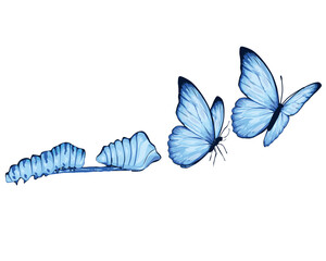 Metamorphosis of butterfly watercolor of butterflies