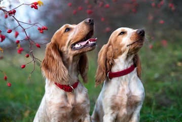 Two cute smiling dogs with long ears look at their owner with love. Walking in the autumn forest with young white and red hunting spaniel dogs.