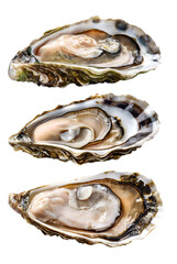 Fresh raw oyster srt isolated on transparent background