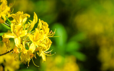yellow rhododendron blooms in the Botanical garden