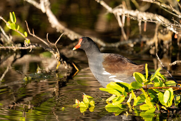 Common gallinule surrounded by vegetation