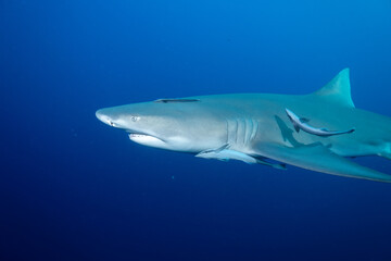 Lemon shark in blue open ocean