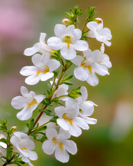 Fototapeta premium Delicate white flowers bloom gracefully in the sunlight of a lush garden setting