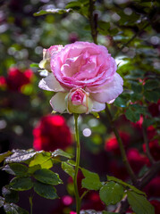 Luxurious pink rose after rain, blooming in the garden.