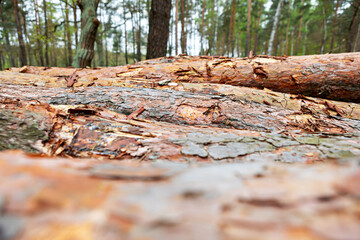 Logs lying on the forest floor in a natural setting during daytime