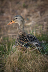 beautiful duck on the grass
