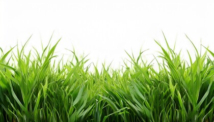 Fototapeta premium Green Grass Border Isolated White Backgriund