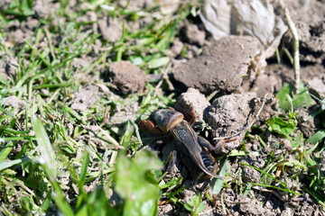 mole cricket