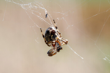 Épeire des roseaux (Larinioides cornutus) dans sa toile, sur végétation humide (Araneidae)