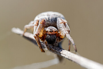 Épeire des roseaux (Larinioides cornutus) sur une tige de bois