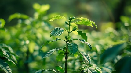 Fototapeta premium A close up of a young coffee plant with green leaves and unripe coffee cherries in a natural setting