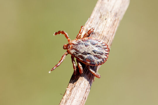 Tique (Dermacentor reticulatus)