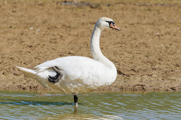 Cygne tuberculé (Cygnus olor)