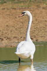 Cygne tuberculé (Cygnus olor)