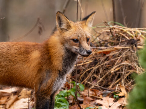 A close up of an alert Red Fox