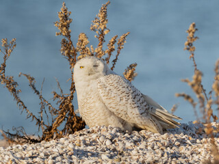 A Snowy Owl resting on a shell-covered beach in sunshine