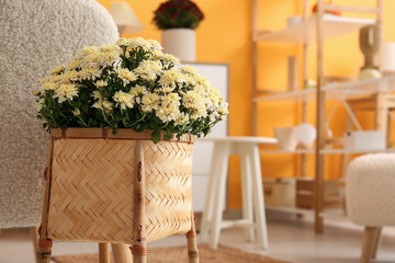 Wicker vase with beautiful chrysanthemum flowers in interior of living room, closeup