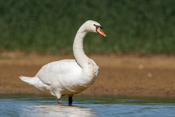 Cygne tuberculé (Cygnus olor)
