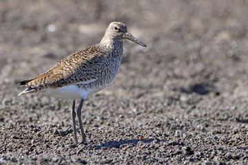 Eastern Willet (Tringa semipalmata) perched in mangrove swamp with nuptial plumage