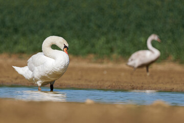 Cygne tuberculé (Cygnus olor)