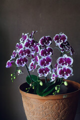 orchid in a pot