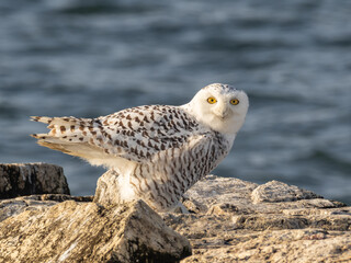 An alert Snowy Owl perched on rocks with ocean behind and looking at the camera with bright yellow eyes
