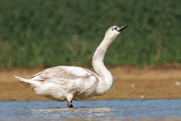 Cygne tuberculé juvénile (Cygnus olor) sur l’eau