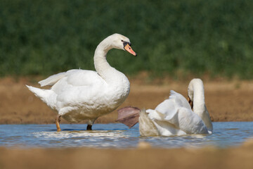 Cygne tuberculé (Cygnus olor)