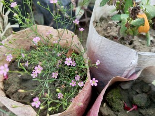 gardening planting flowers