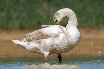 Cygne tuberculé juvénile (Cygnus olor) sur l’eau
