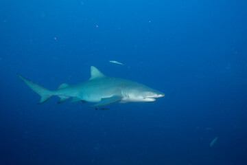 Lemon shark in blue open ocean