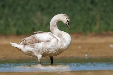 Cygne tuberculé juvénile (Cygnus olor) sur l’eau
