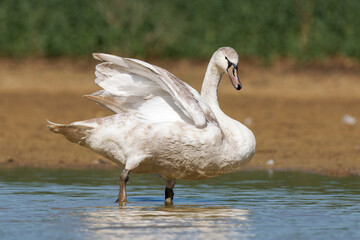 Cygne tuberculé juvénile (Cygnus olor) sur l’eau