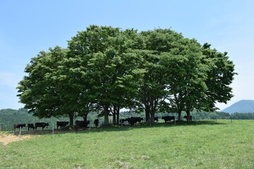 月山高原牧場 最高の眺め 山形県
