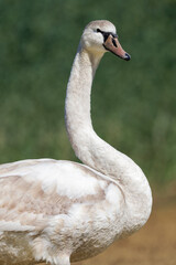 Cygne tuberculé (Cygnus olor)