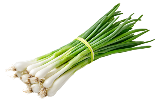 A bunch of fresh scallions tied with a yellow rubber band shown on transparent background
