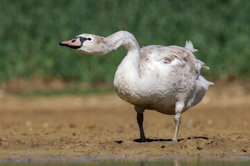 Cygne tuberculé juvénile (Cygnus olor) sur l’eau