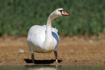 Cygne tuberculé (Cygnus olor)