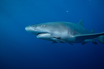 Lemon shark in blue open ocean