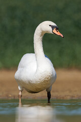 Obraz premium Cygne tuberculé (Cygnus olor)