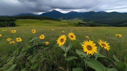 Sunflowers bloom in a grassy meadow, under a stormy sky, with a mountain backdrop.  Vast landscape