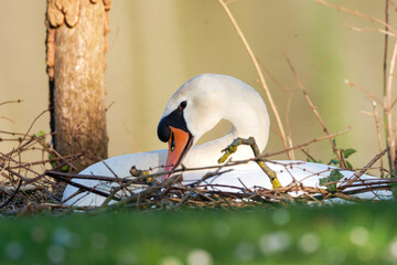 Cygne tuberculé couché sur son nid au bord de l’eau (Cygnus olor)
