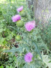 Thistle plants with purple flowers growing under a tree in a lush green environment